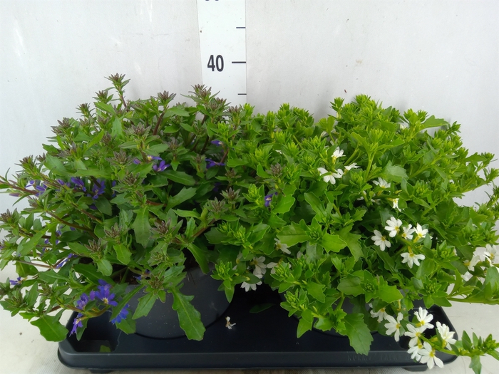 <h4>Scaevola aemula   ...</h4>