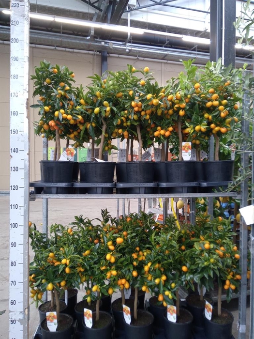 <h4>Citrus   ...</h4>