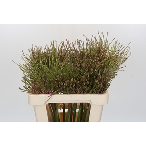 Allium Schubertii