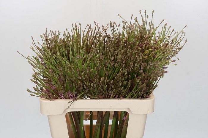 <h4>Allium Schubertii</h4>