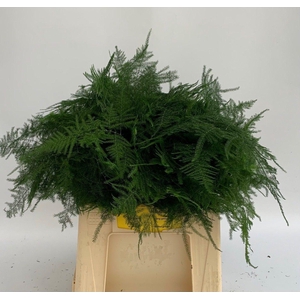 ASPARAGUS SETACEUS