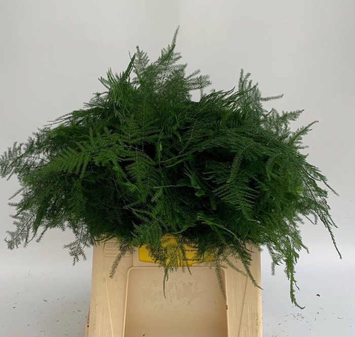 <h4>ASPARAGUS SETACEUS</h4>