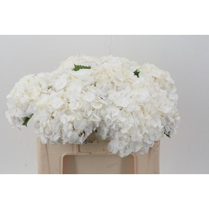 Hydr M Ch Whi Verena