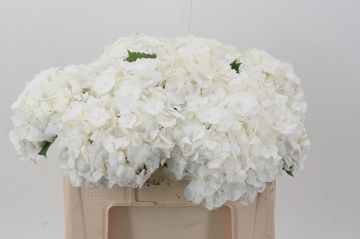 <h4>Hydr M Ch Whi Verena</h4>