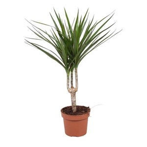 Dracaena Marginata enkele stam