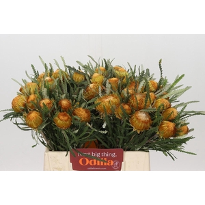 Banksia Dryandra