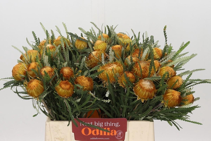 <h4>Banksia Dryandra</h4>