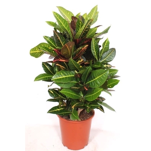 Codiaeum Petra