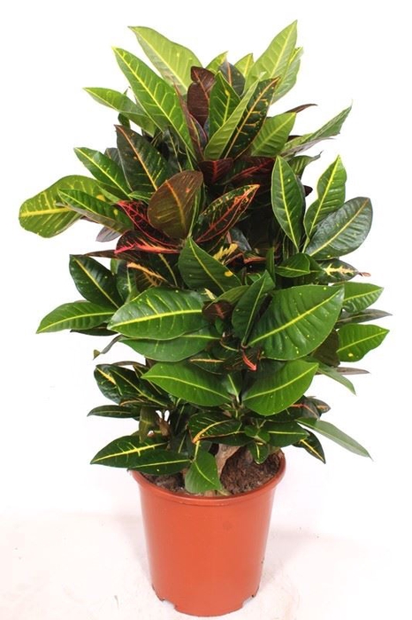 <h4>Codiaeum Petra</h4>
