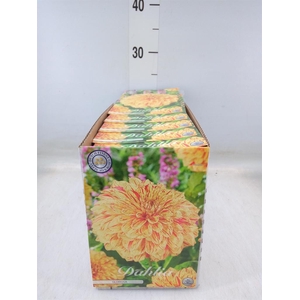 Dahlia   ...flowerbulbs