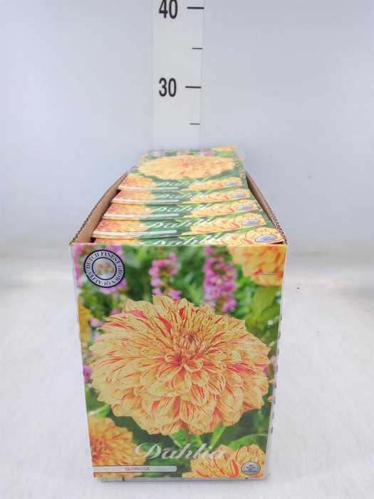 <h4>Dahlia   ...flowerbulbs</h4>