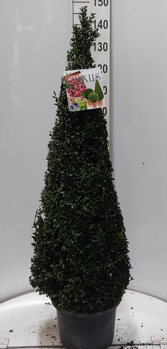 <h4>BUXU SEMPERVIRENS</h4>