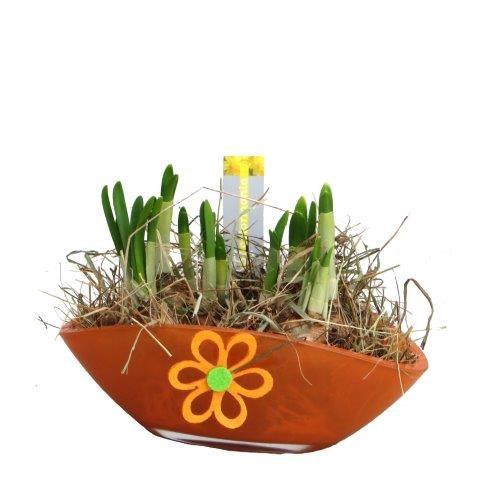 <h4>ARR NARCISSUS</h4>