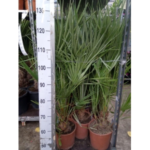 Chamaerops humilis