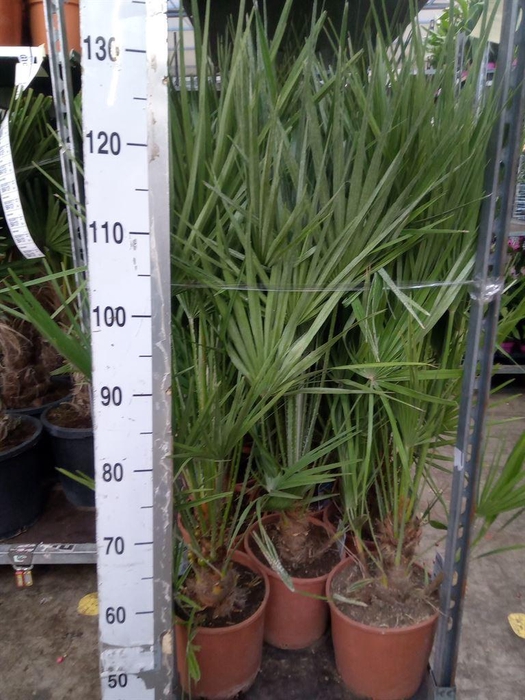 <h4>Chamaerops humilis</h4>