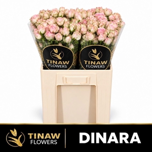 R TR DINARA