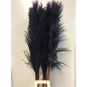 Cortaderia Black