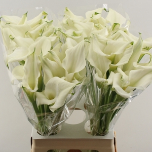 Calla Crystal Blush Double Future