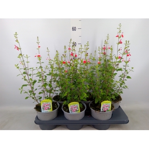 Salvia   ...