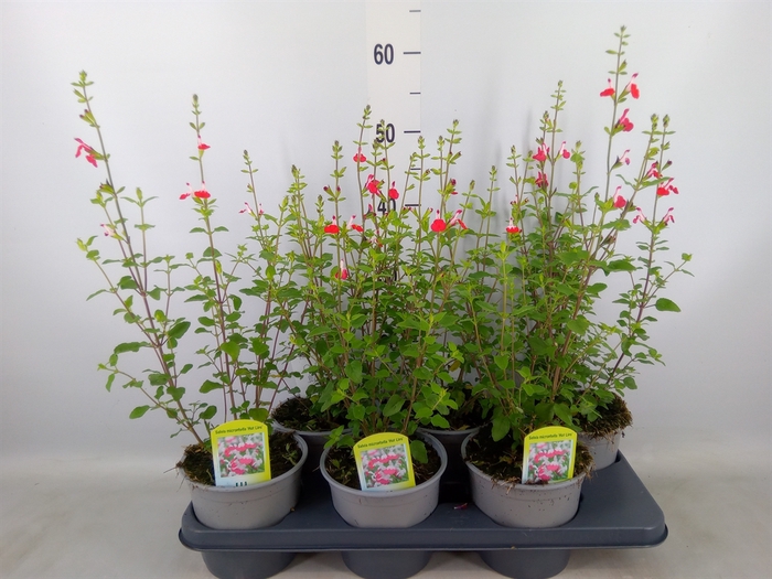 <h4>Salvia   ...</h4>