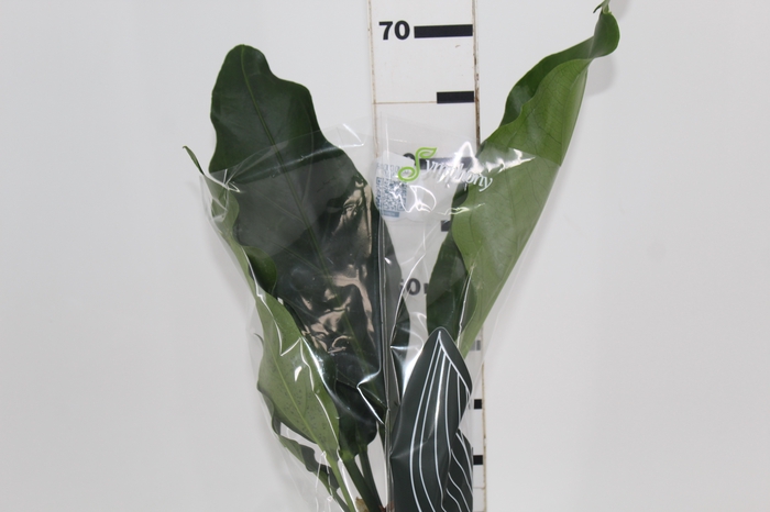 <h4>ANTHURIUM PLOWMANII P12</h4>