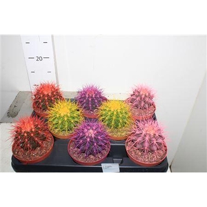 Echinoc Grusonii