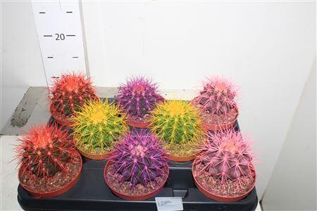 <h4>Echinoc Grusonii</h4>