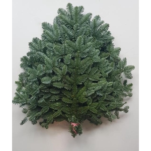 ABIES NOB BLAUW BS