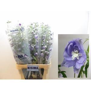 DELPH DU MAG F LAVEN