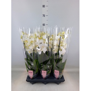 Phalaenopsis  'Ant Inverness'