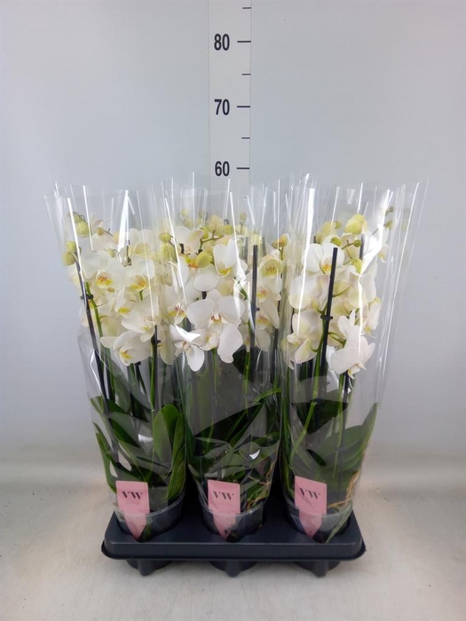 <h4>Phalaenopsis  'Ant Inverness'</h4>