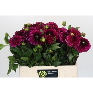 Dahlia Lilac Bull