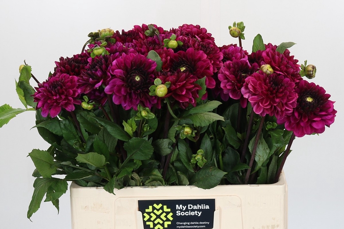 <h4>Dahlia Lilac Bull</h4>