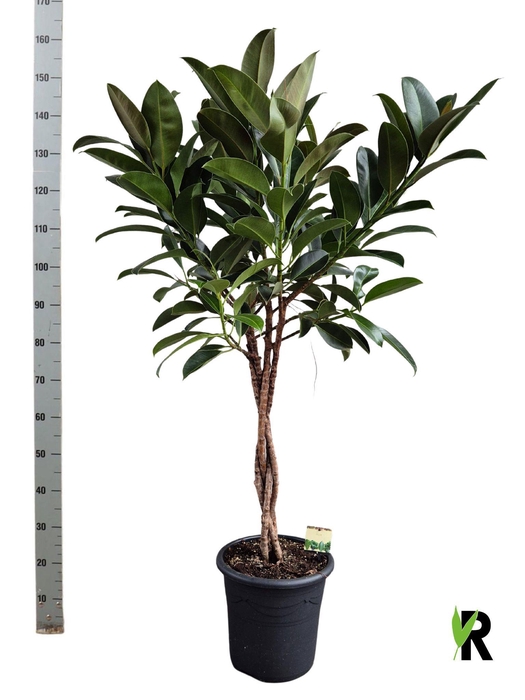 <h4>FIC EL MELANY</h4>