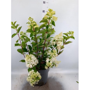 Hydrangea pan.