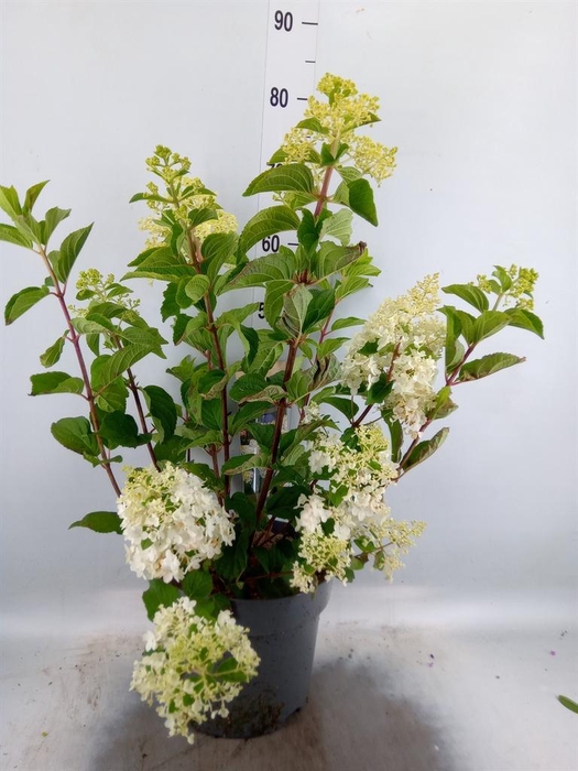 <h4>Hydrangea pan.</h4>