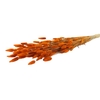 Dried Lagurus Orange Bunch Slv