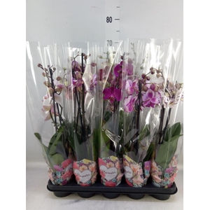 Phalaenopsis   ...