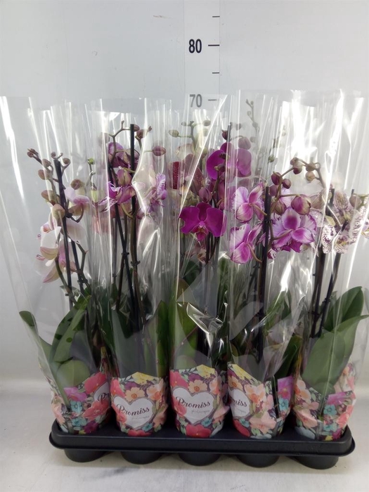 <h4>Phalaenopsis ...</h4>