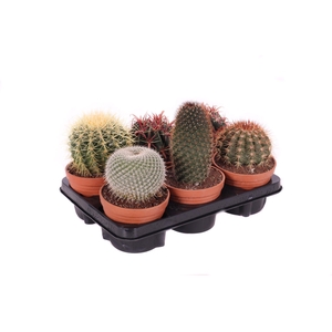 Cactus canarias schaal 13 cm
