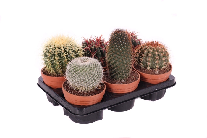 <h4>Cactus canarias schaal 13 cm</h4>