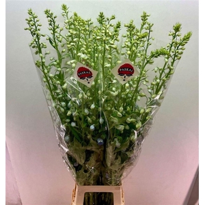 DELPH DU GUARD LAVEN