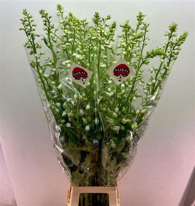 <h4>DELPH DU GUARD LAVEN</h4>