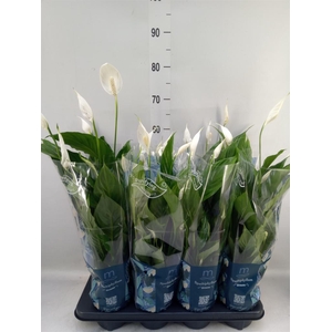 Spathiphyllum  'Strauss'
