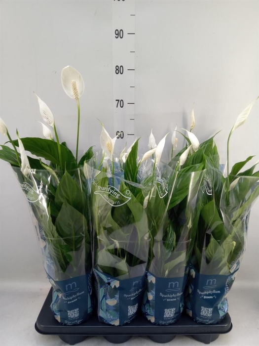 <h4>Spathiphyllum  'Strauss'</h4>