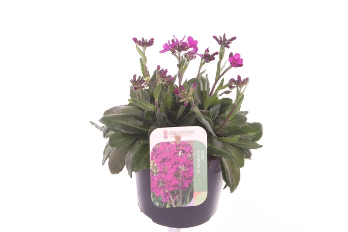 <h4>Arabis blepharophylla</h4>