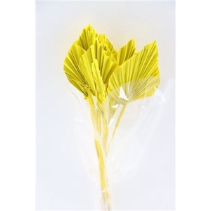 Dried Palm Spear 10pc Yellow Bunch