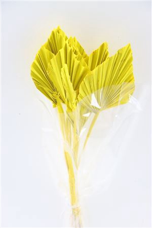 Dried Palm Spear 10pc Yellow Bunch