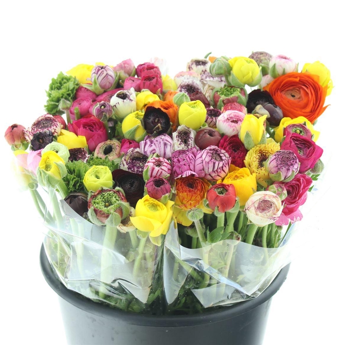 <h4>Ran El Mix Renette</h4>