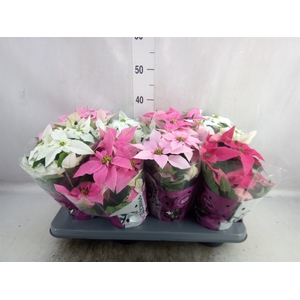 Euphorbia pulc. 'Princ'  ..mix